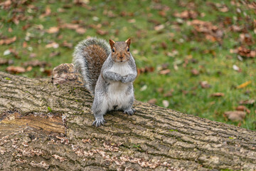 Squirrel on Grass with leaves