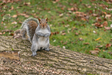 Squirrel on Grass with leaves