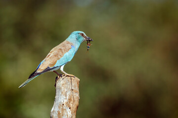 European Roller standing on a pole with prey  in Greater Kruger National park, South Africa ; Specie Coracias garrulus family of Coraciidae
