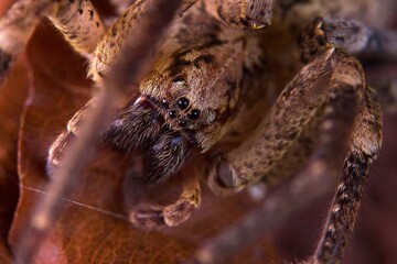 Nosferatu spider