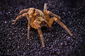 Nosferatu spider