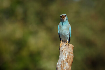 European Roller standing on a pole beak open front view in Greater Kruger National park, South Africa ; Specie Coracias garrulus family of Coraciidae