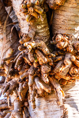 Dracaena draco pertenece a la familia Asparagaceae.