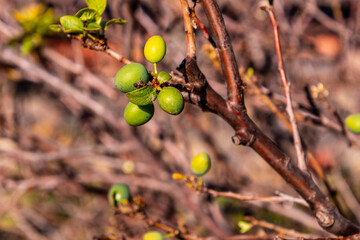 Prunus domestica pertenece a la familia Rosaceae.