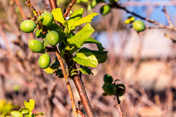 Prunus domestica pertenece a la familia Rosaceae.
