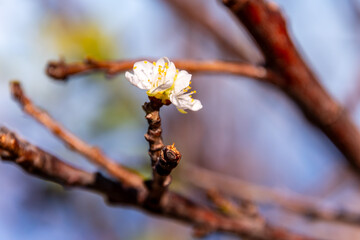Prunus domestica pertenece a la familia Rosaceae.
