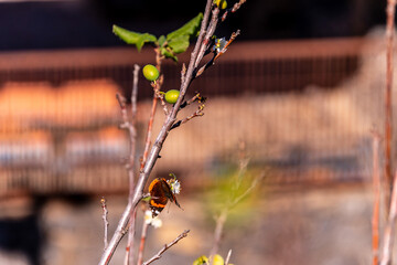 Mariposa posada Prunus domestica pertenece a la familia Rosaceae.