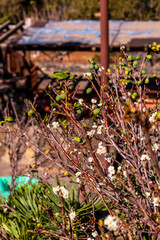 Prunus domestica pertenece a la familia Rosaceae.