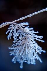 frosty charm