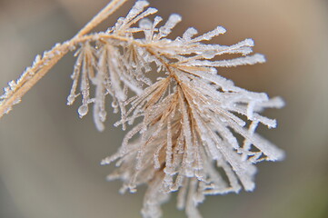 frosty charm