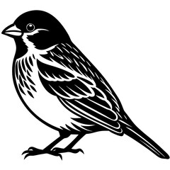 House sparrow Silhouette vector with white background
