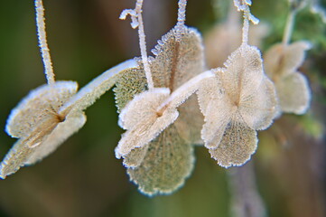 frosty charm
