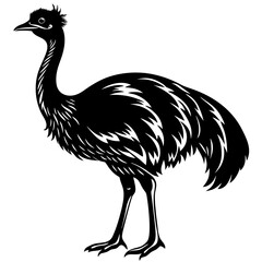 Emu Silhouette vector with white background