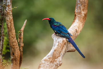 Green wood hoopoe standing on a pole isolated in blur background in Greater Kruger National park,...