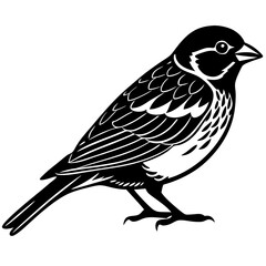 Old World sparrow Silhouette vector with white background