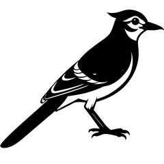 Blue jay Silhouette vector with white background
