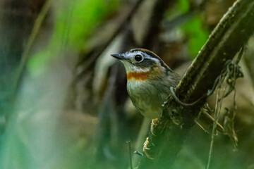 rufous-throated fulvetta or Schoeniparus rufogularis at Dehing Patkai, Assam