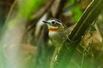 rufous-throated fulvetta or Schoeniparus rufogularis at Dehing Patkai, Assam