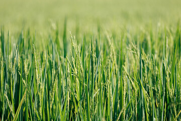 texture of green rice field, paddy rice field for background, shallow depth of field, ear of rice
