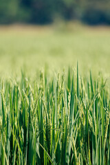 texture of green rice field, paddy rice field for background, shallow depth of field, ear of rice