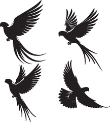 set of indian ringneck flying poses,ing bird poses, bird flight illustration, black and white indian ringneck, indian ringneck in flight