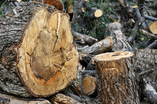 tree branches, cut and cleaned tree branches for burning in stoves and fireplaces, cut tree trunks, stove and fireplace wood