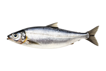 Fresh sardine fish with detailed scales and fins isolated on white transparent background, symbolizing canned seafood