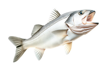 Obraz premium Silver sea bass fish isolated on white transparent background, showcasing its shiny scales and natural texture.