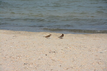 Two small birds walking along a sandy beach with the ocean waves in the background. The peaceful scene captures nature in a coastal setting