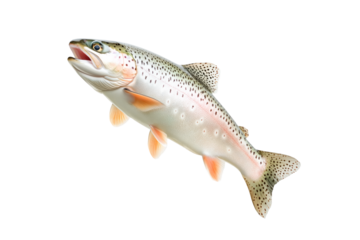 Closeup of trout fish with spotted scales, fins and open mouth isolated on white transparent background, concept of wildlife