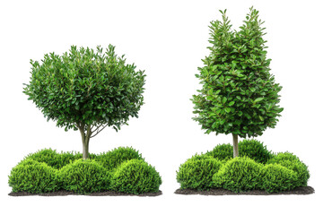 Fototapeta premium two distinct types of ornamental trees. one with a rounded canopy and the other with a more conical shape. both surrounded by lush green shrubs and soil this composition highlights the beauty of lands