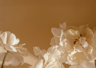 Soft and dreamy beige flower textured background, white tulips. copy space
