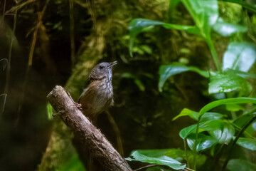streaked wren-babbler or Gypsophila brevicaudata at Dehing Patkai in Assam India