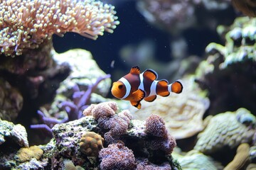 A colorful coral reef teeming with marine life, including clownfish, sea turtles, and vibrant corals.