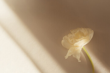 Sofy and dreamy beige aesthetic background with light leaks and ivory tulip - obrazy, fototapety, plakaty