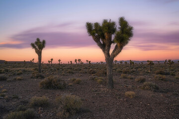 Colorful sunset over a field of Joshua Trees in Nevada 