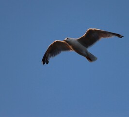 seagull in flight
