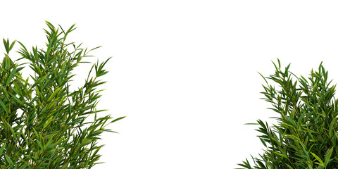 Fototapeta premium Close up bamboo tree branches isolated on white