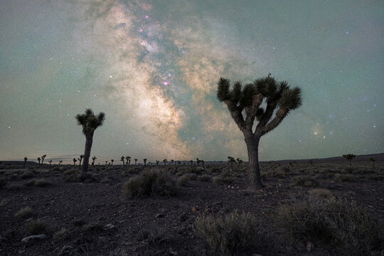 Desert field of Joshua Trees under the beautiful night sky and milky way  - Powered by Adobe