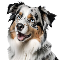Australian Shepherd dog potrait