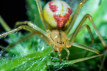 Spider in natural habitat close-up, super macro, insects of Ukraine