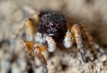 Jumping spider in natural habitat close-up, super macro, insects of Ukraine