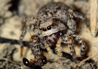 Jumping spider in natural habitat close-up, super macro, insects of Ukraine