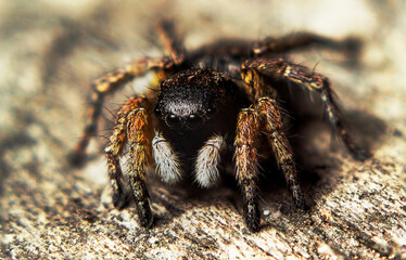 Jumping spider in natural habitat close-up, super macro, insects of Ukraine