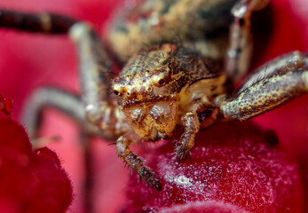 Spider in natural habitat close-up, super macro, insects of Ukraine