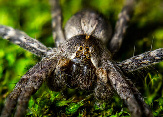 Spider in natural habitat close-up, super macro, insects of Ukraine
