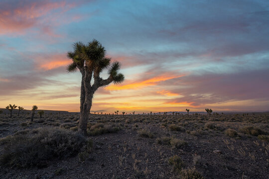Vibrant sunrise over a field of Joshua Trees in Nevada 
