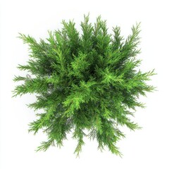 Fototapeta premium Real cypress tree foliage plant green