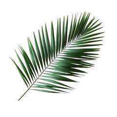 Obraz premium a vibrant green palm leaf is displayed against a clean. white background. highlighting its intricate fronds and natural beauty design. decoration. or as a symbol of tropical environments and relaxatio