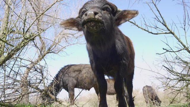 Bottom view on curious Water Buffalo calf looks at the camera on blue sky background, Close up, Slow motion